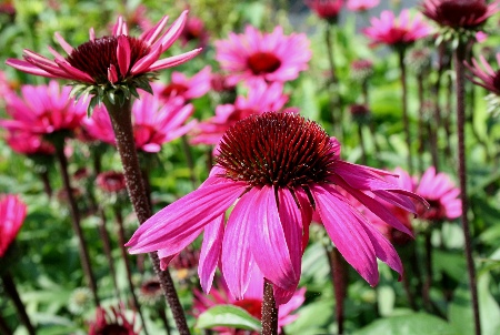 Tuingoed Foltz - Echinacea After Midnight