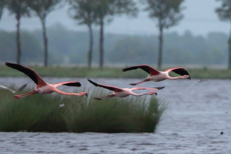 Flamingo's in 't Roegwold
