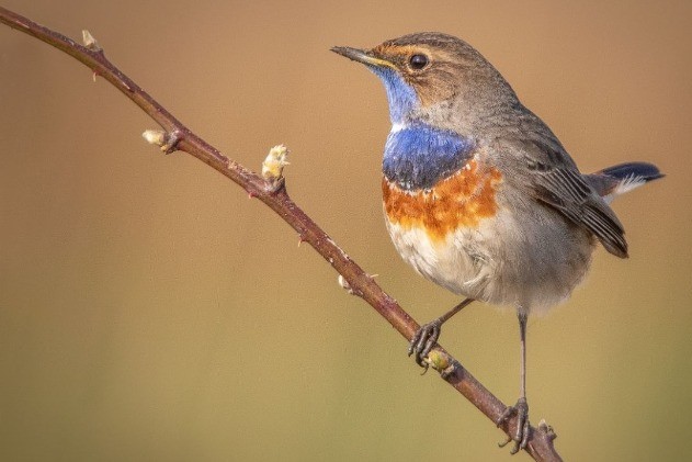 Vogels kijken