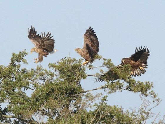 Vogels kijken - Familie Zeearend