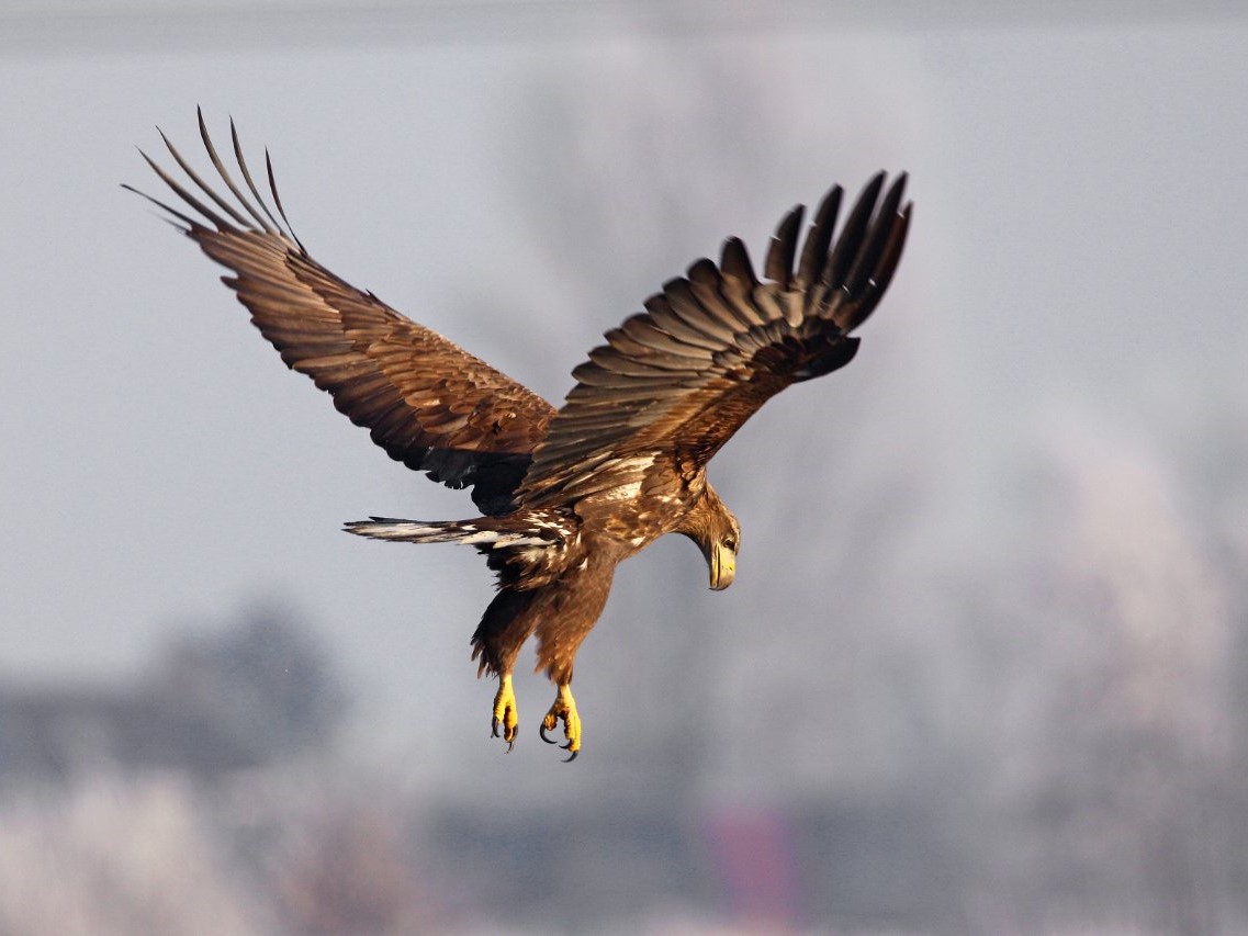 Vogels kijken - Zeearend