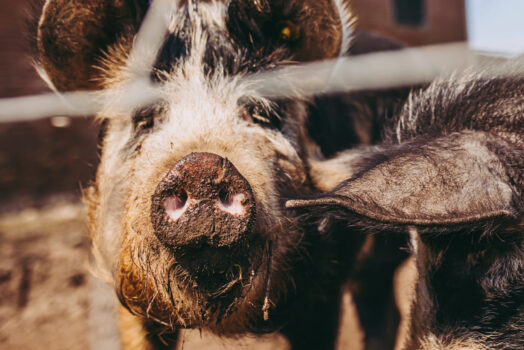 de Berkshire varkens van De Scharrelderij leveren mals vlees, waaronder ham - Stella Dekker Fotografie